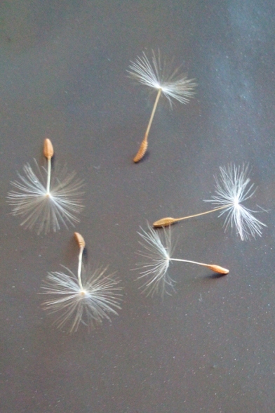Angel Wings Dandelion Seeds Glass Wish Bottle Pendant Vintage Necklace